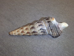 Pyrazus ebeninus