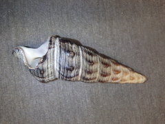 Pyrazus ebeninus