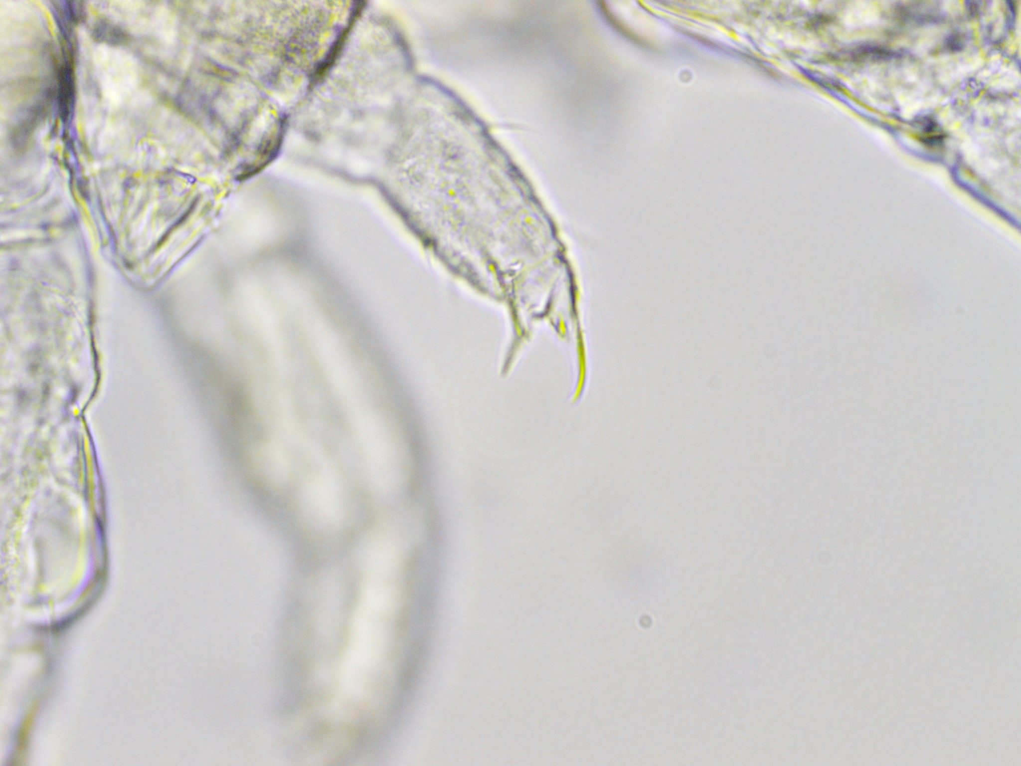 Megalothorax minimus V.Willem, 1900