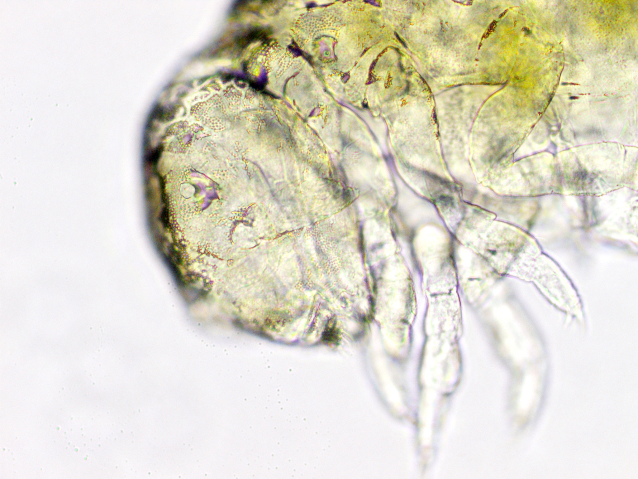 Megalothorax minimus V.Willem, 1900