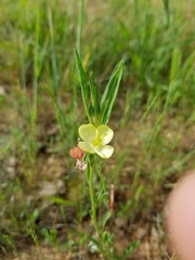 Oenothera spachiana