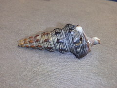 Pyrazus ebeninus
