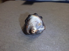 Pyrazus ebeninus