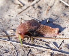 Parmavitrina megastoma