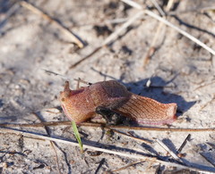 Parmavitrina megastoma