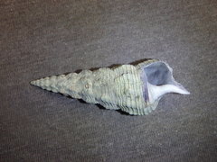 Pyrazus ebeninus