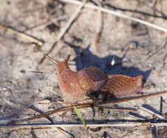 Parmavitrina megastoma
