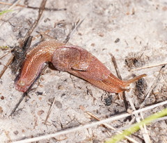 Parmavitrina megastoma