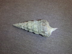Pyrazus ebeninus