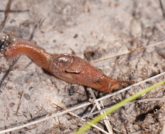 Parmavitrina megastoma