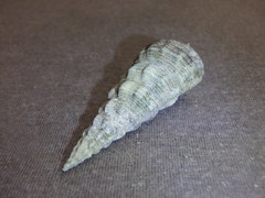 Pyrazus ebeninus
