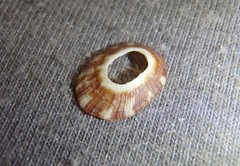 Amblychilepas nigrita