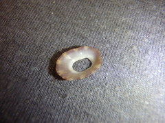 Amblychilepas nigrita