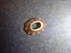 Amblychilepas nigrita