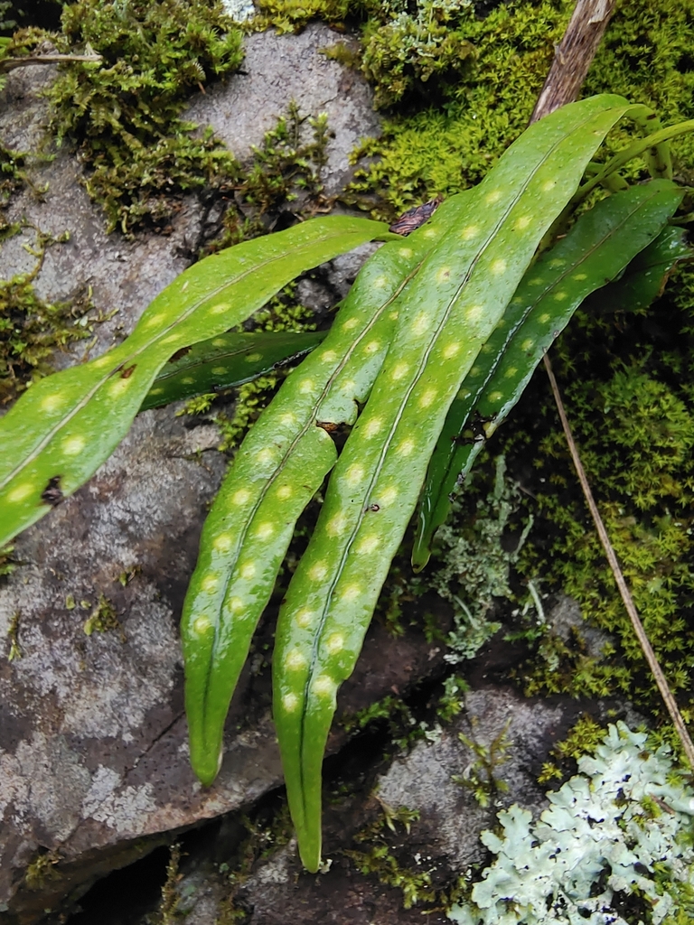 Weeping Fern from Yichun, CN-JX, CN on February 20, 2024 at 02:26 PM by ...