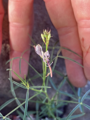 Cleome macrophylla (Cleome macrophylla)