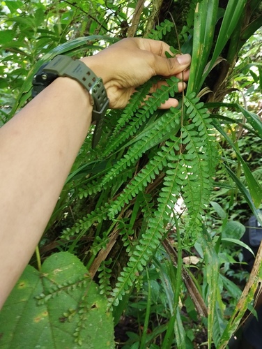 Lindsaea regularis observed 2024-01-13