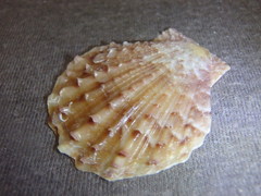 Scaeochlamys livida