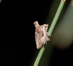 Deroploa parva