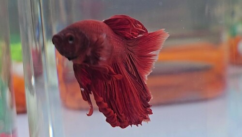 Cá betta đực màu đỏ sẫm đuôi dài trong bể