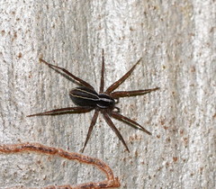 Tuxoctenus gloverae
