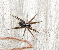 Tuxoctenus gloverae