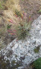 Tillandsia schiedeana