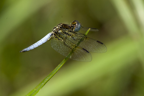 Yellow-veined Widow