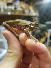 Smilisca cyanosticta