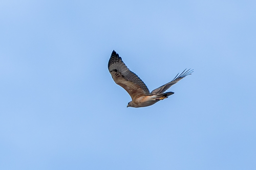 Águila perdicera (Aquila fasciata)