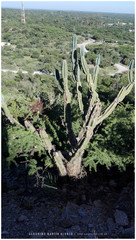 Cereus forbesii