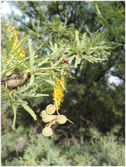 Prosopis torquata