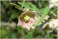 Philibertia gilliesii