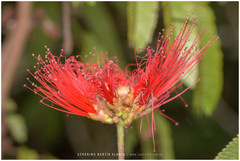 Calliandra tweediei