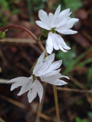 Lithophragma