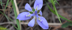Iris rossii