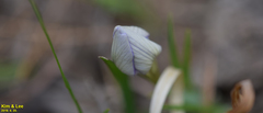 Iris rossii