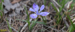 Iris rossii