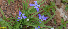 Iris rossii