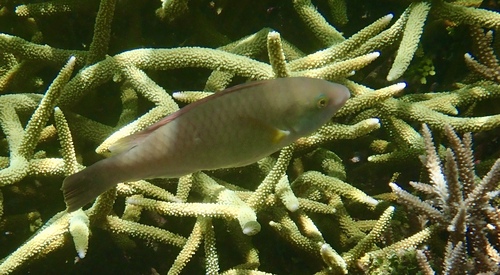 Yellowfin parrotfish (Scarus flavipectoralis) — Scaridae