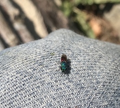 Chrysis terminata
