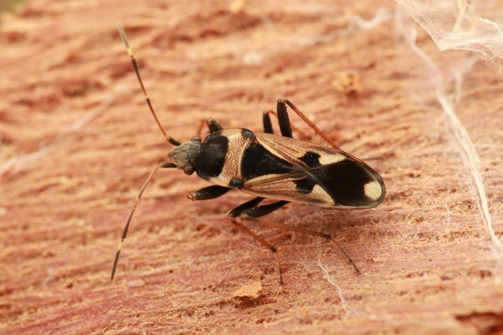 Raglius confusus
