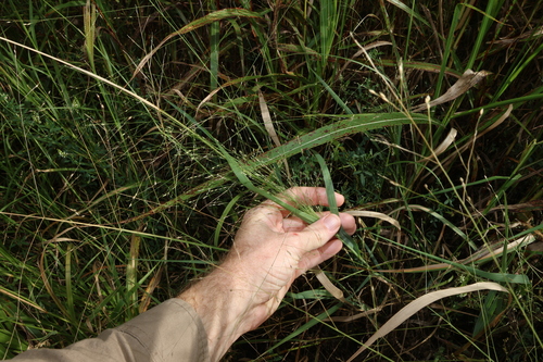 Image of Panicum decompositum by (c) Greg Tasney, some rights reserved (CC BY-SA)