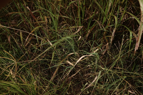 Image of Panicum decompositum by (c) Greg Tasney, some rights reserved (CC BY-SA)