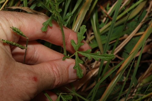 Image of Hibiscus tridactylites by (c) Greg Tasney, some rights reserved (CC BY-SA)