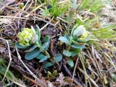 Euphorbia alpina
