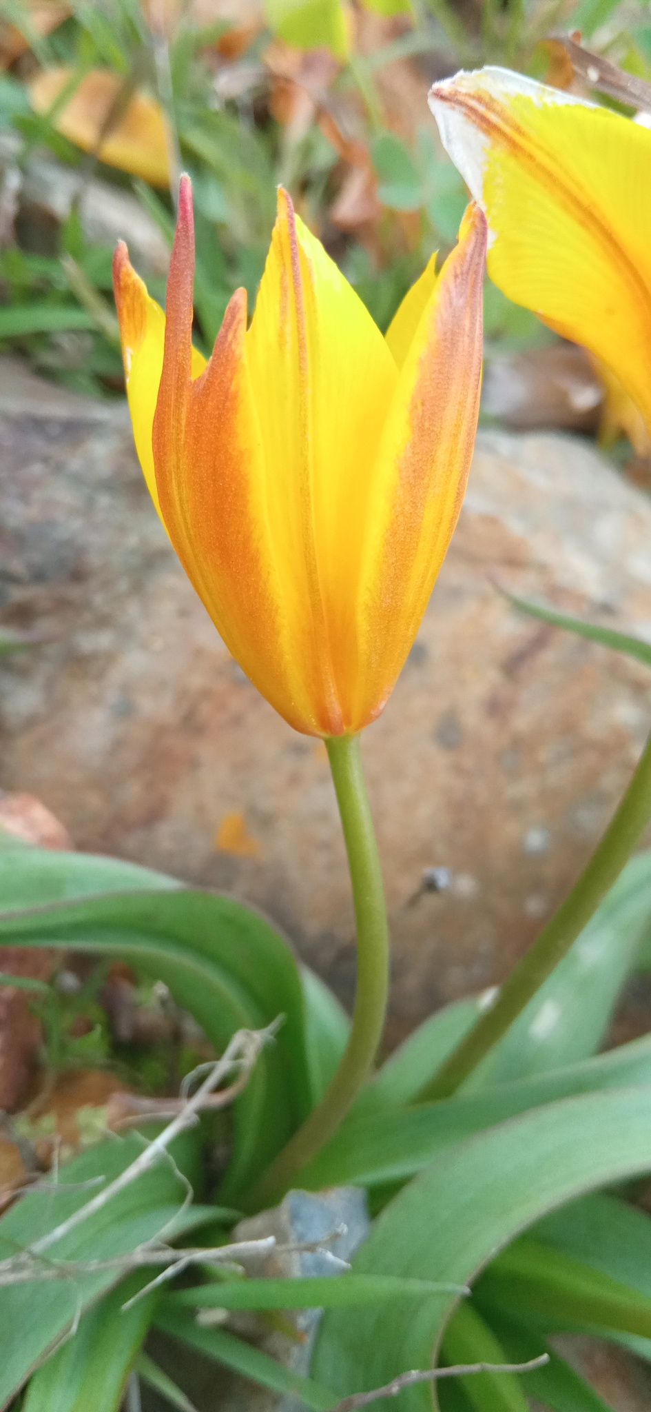 Imagem de Tulipa