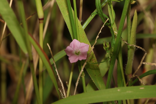 Convolvulus graminetinus, photograph 6