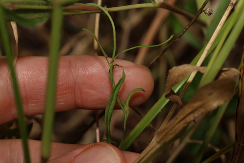 Image of Convolvulus graminetinus by (c) Greg Tasney, some rights reserved (CC BY-SA)