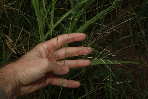 Image of White Speargrass (Aristida leptopoda) by (c) Greg Tasney, some rights reserved (CC BY-SA)